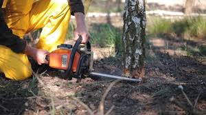 Best Tree Health Inspection  in Montague, CA