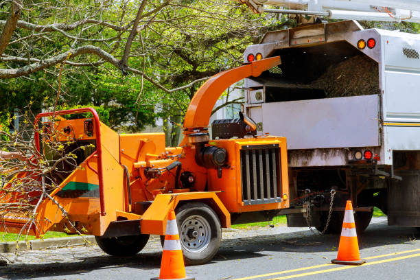 Best Tree Cabling and Bracing  in Montague, CA