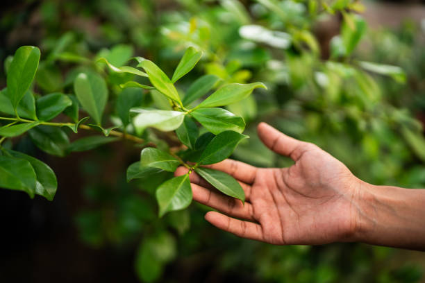 Best Fruit Tree Pruning  in Montague, CA